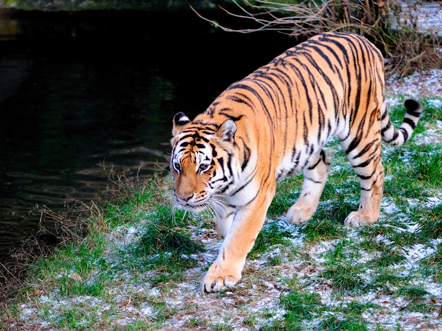 a050.jpg - Tiger im Kölner Zoo