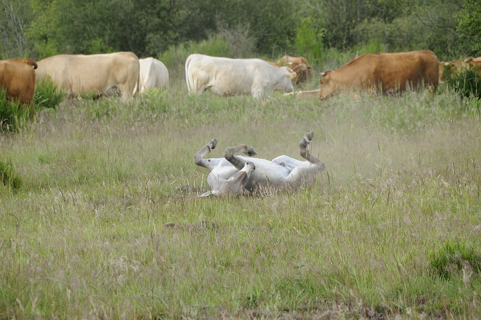 a054.jpg - Esel (und Kühe) in der Wahner Heide, Juni 09