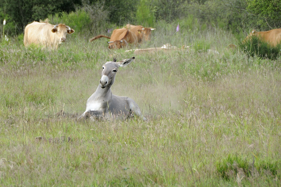 a055.jpg - Esel (und Kühe) in der Wahner Heide, Juni 09